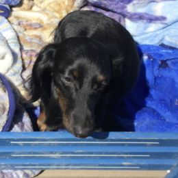 Tinker - Dachshund