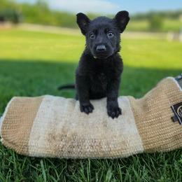 Green K von Charry - Black female German Shepherd puppy in Midway, Kentucky from Von Charry German Shepherd’s