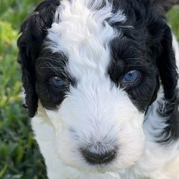 Snoopy - Black and white male Aussiedoodle puppy in Waelder, Texas from Aussiedoodles of Austin