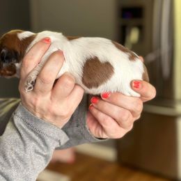 Dachshund Puppies from Rea's Puppies