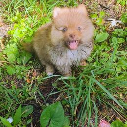 Thor - Chocolate sable male Pomeranian puppy in Albany, New York from K&A Little Wonder's