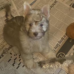 Flutter - Sable female Chinese Crested puppy in Webster, Florida from Xcel's Xoloitzcuintli and Chinese Cresteds