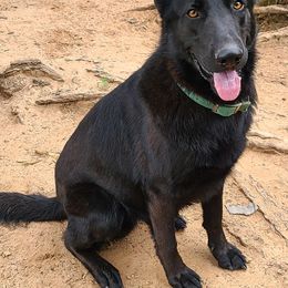 Rex - German Shepherd