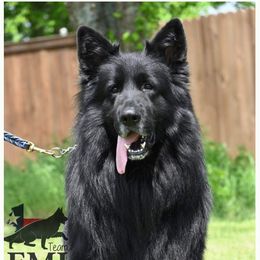 German Shepherd puppies from OakSong German Shepherd Dogs