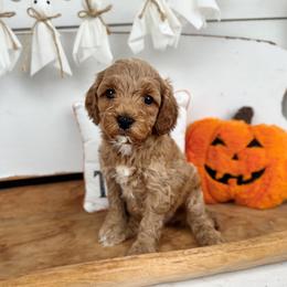 Rummy - Apricot male Cavapoo puppy in Mesa, Arizona from Pedersendoodles