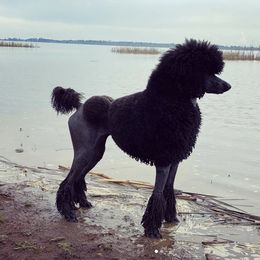 Poodle All Grown Up from Raventree Poodles