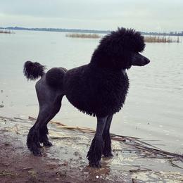 Poodle All Grown Up from Raventree Poodles