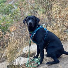 Labrador Retriever All Grown Up from Rocky Mountain Dogs - Utah