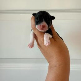 June - Black and tan female Pembroke Welsh Corgi puppy in Red Bluff, California from Wilder Ranch Corgis