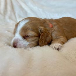 Cocker Spaniel Puppies from Jennifer Dees