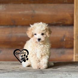 Sophie - Apricot female Poodle puppy in Nashville, Arkansas from Cuddles n Curls