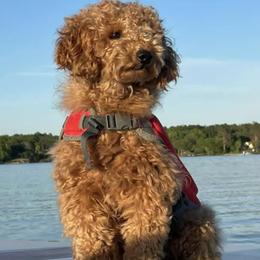 Aussiedoodles from Cadillac Mini Aussiedoodles, LLC