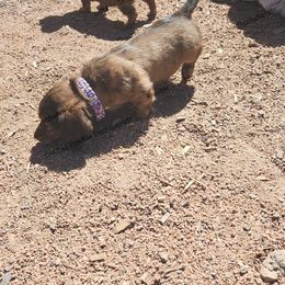 Dachshund and Labrador Retriever Puppies from Double Trouble Dachshunds & Labs