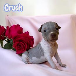 Crush - White and chocolate male American Hairless Terrier puppy in Arizona City, Arizona from Gaus Hof