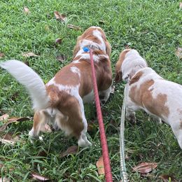 Basset Hounds from Double A Basset Hounds