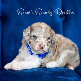 Aussiedoodle Puppies from Dani's Dandy Doodles