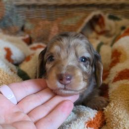 Charm - Dapple female Dachshund puppy in Grants Pass, Oregon from Redwood Dachshunds