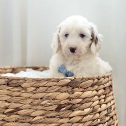 Oak - Parti male Goldendoodle puppy in Vancouver, Washington from Blissful Doodles