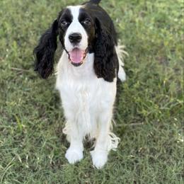 Stella - English Springer Spaniel