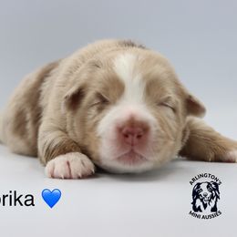 Paprika - Red merle male Miniature Australian Shepherd puppy in Largo, Florida from Arlington's Mini Aussies