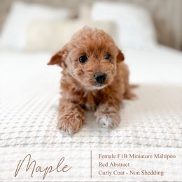 Maple - Red female Maltipoo puppy in Vancouver, Washington from Pnwfamilydoodles