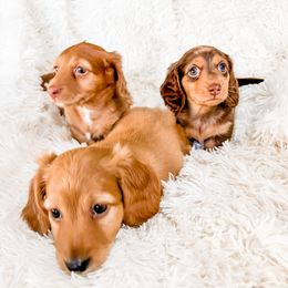 Dachshund Puppies from DachiesDash