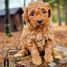Venus - Red  female Goldendoodle puppy in Pittsburg, Texas from Grace Springs Goldendoodles
