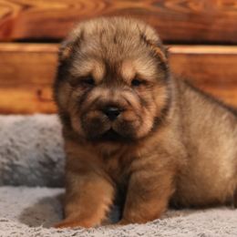Chinese Shar-Pei Puppies from SNK Shar-Pei