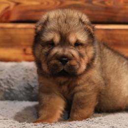 Chinese Shar-Pei Puppies from SNK Shar-Pei