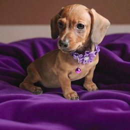 Girl 1 - Red female Dachshund puppy in Alvin, Texas from Cosson's Dachshunds of Alvin