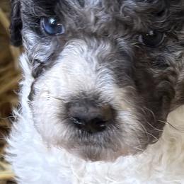 Sassafras - Blue female Labradoodle puppy in Somerset, California from Annie’s Animals