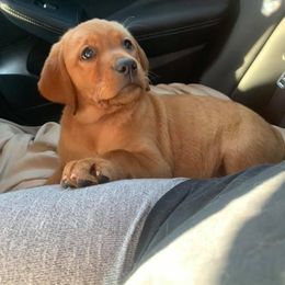 Labrador Retriever Puppies from Cactus Rose Labradors