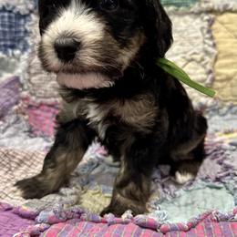 Boy 4 - male Bernedoodle puppy in Janesville, Wisconsin from Zakadoodles