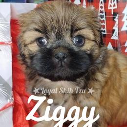 Ziggy - Gold and white male Shih Tzu puppy in Peoria, Arizona from Loyal Shih Tzu