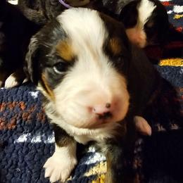 Green - Black rust and white female Bernese Mountain Dog puppy in Auburn, Washington from MSM Bernese Mountain Dogs