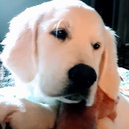 Golden Retriever Puppies from Dale Hollow Goldens