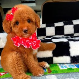 BabyKaia - Red female Maltipoo puppy in Sugar Land, Texas from Celebrity Maltipoos
