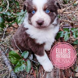 Olivia - Red tri female Miniature Australian Shepherd puppy in Kettle Falls, Washington from Ellie's Miniature Australian Shepherds