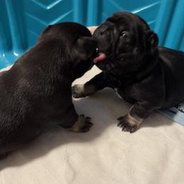 French Bulldog Puppies from Stratton Kennel