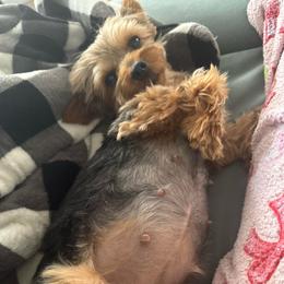 Leila - Yorkshire Terrier