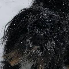 Pumik and Tibetan Terriers from TriSong TIbetan Terriers & Pumik