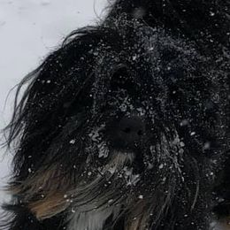 Pumik and Tibetan Terriers from TriSong TIbetan Terriers & Pumik