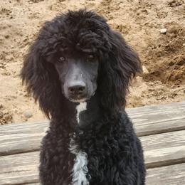 Hunter - Black male Poodle puppy in Mancelona, Michigan from Lavender poodles & doodles