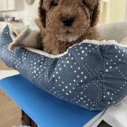 Cavapoo, Cockapoo, Goldendoodle, and Maltipoo Puppies from Perdue Puppies