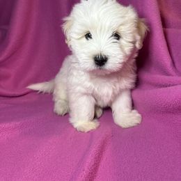 Jake - White male Coton de Tulear puppy in Gaston, South Carolina from Furever Cotons