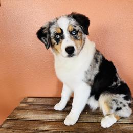 Amelya - Blue merle female Australian Shepherd puppy in Durand, Wisconsin from Larson’s Legacy Aussome Aussie Kennels