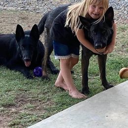 German Shepherd All Grown Up from Janet Griffen