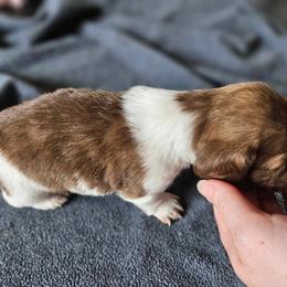 Dachshund Puppies from High Desert Doxies