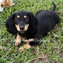 Madi - Black and cream female Dachshund puppy in Lakeland, Florida from Ruthie’s Rich Mini Dachshunds