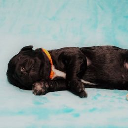 Goldendoodle Puppies from Warren Doodles